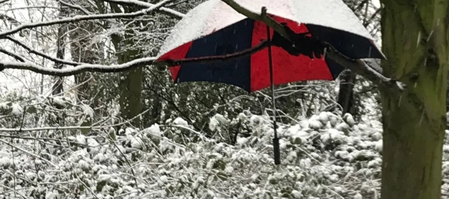 Open umbarella stuck in a tree 