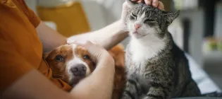 Cat and dog with owner