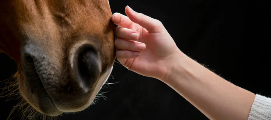 Human-Animal Interaction Conference