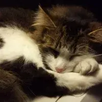 Cat sleeping