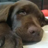 Dog sleeping