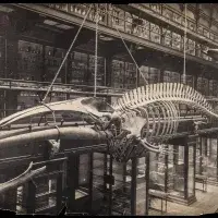 Anatomical Museum in the University of Edinburgh Medical School