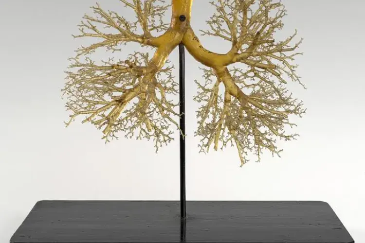 Lung resin cast model