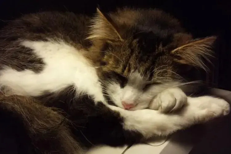 Cat sleeping