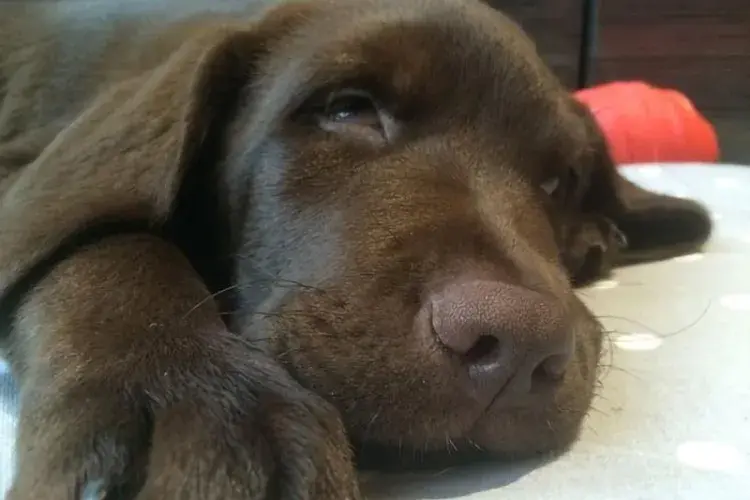 Dog sleeping