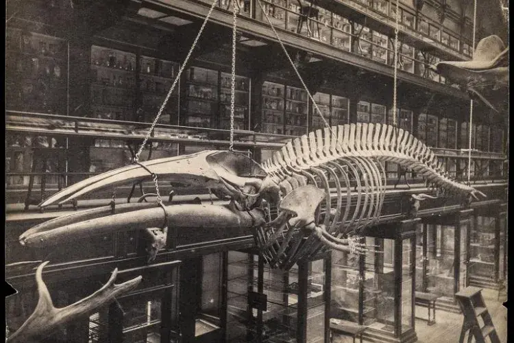 Anatomical Museum in the University of Edinburgh Medical School