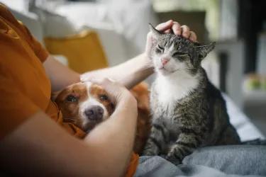 Cat and dog with owner