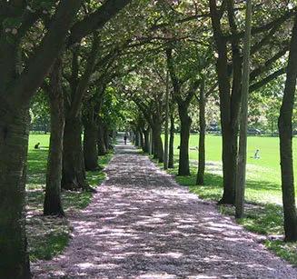 The Meadows